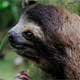 sloth